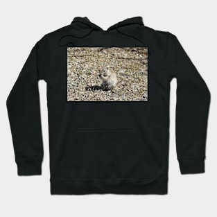 prairie dog, wildlife, animals, nature, gifts Hoodie